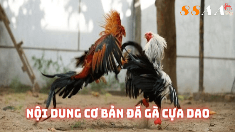 Đá gà cựa dao cùng thông tin sơ lược