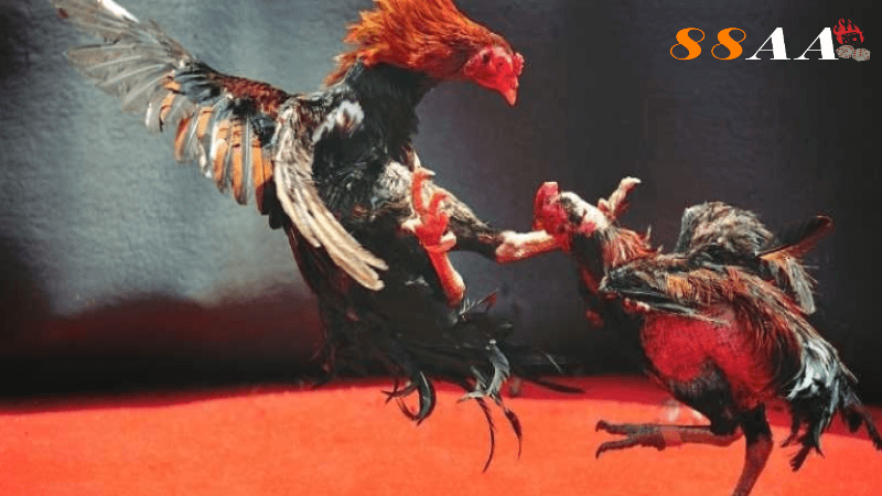 Thuật ngữ đá gà liên quan đến gà chọi