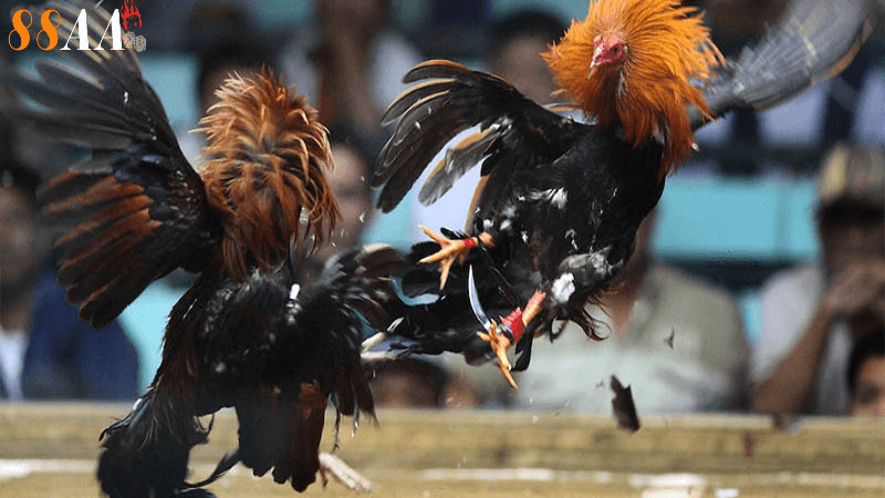 Quy định và luật lệ trong đá gà thomo