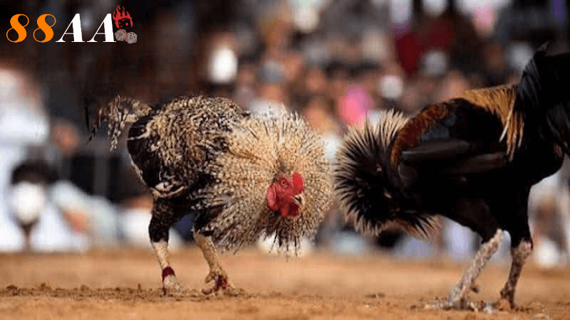 Chiến thuật và kỹ năng trong đá gà thomo